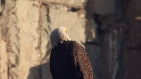 Call of an expressive bald eagle, haliaeetus leucocephalus, sitting on gray rocky background. Adorable American eagle, US national character. Excellent beauty of the wildlife in the amazing HD clip.