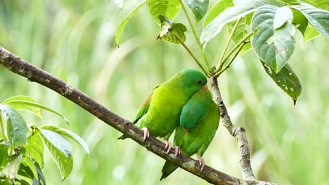 Pair of Orange-Chinned Parakeet (Brotogeris Jugularis) grooming each other - This clip is available in 4K UHD 2160p