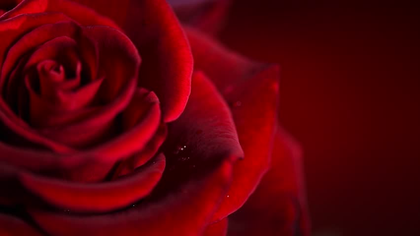 4,800 Beautiful Rose Wallpaper Stock Video Footage - 4K and HD Video Clips  | Shutterstock