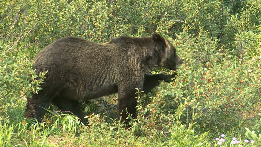 Large Grizzly Bear in the wild feeding on buffalo berries in the Rocky Mountains
