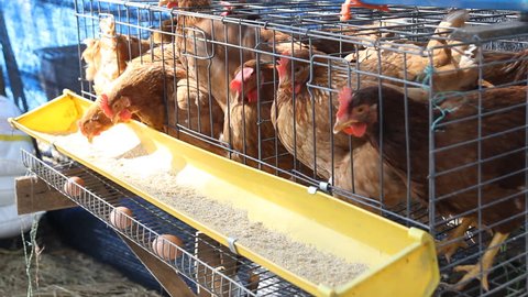 Red chickens in cell section eating feed.
