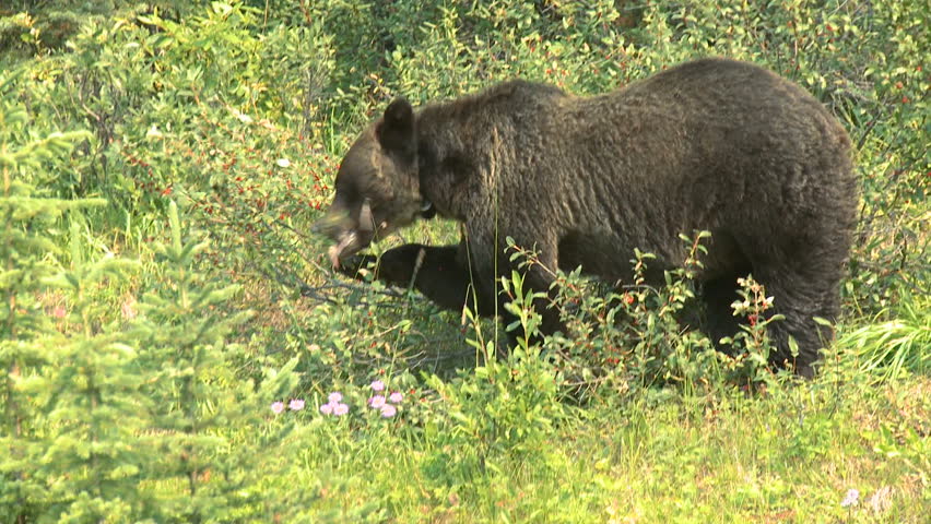 Large Grizzly Bear in the wild feeding on buffalo berries in the Rocky Mountains