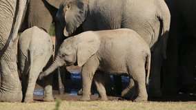 African elephant calves (Loxodonta africana) with their mothers, Addo Elephant National Park, South Africa