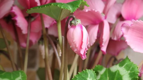Blossom flowers of a pink cyclamen. Time lapse.