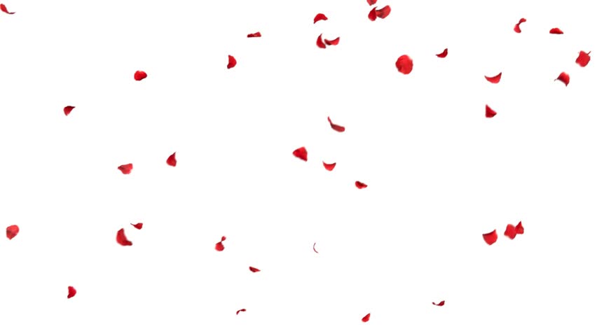 Falling Petals Roses 3d Animation Stock Footage Video (100% Royalty ...