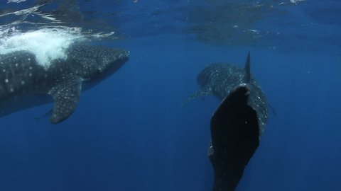 Two Whale Sharks (Rhincodon typus) swim side by side off the coast of Mexico.