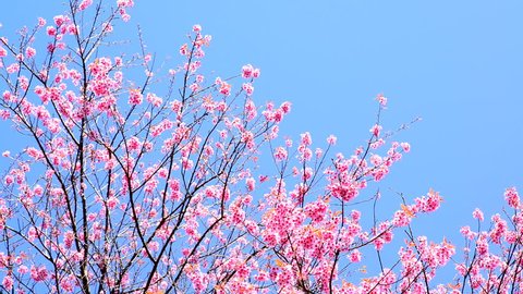 Cherry Blossom Sakura Blue Sky Background Stock Footage Video (100% ...