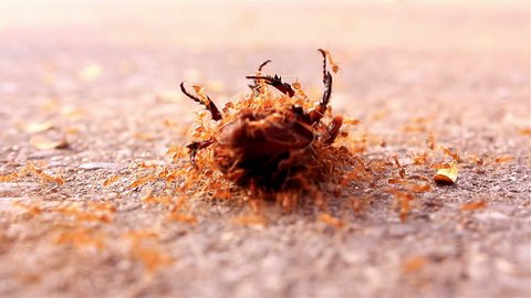 Army ants are joining forces to move the big insect 