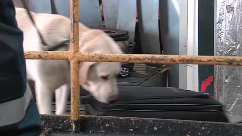KRASNODAR, RUSSIA - JANUARY 26, 2015: police dog Labrador sniffing bags of passengers and looking for drugs and explosives in luggage cargo area on January 26, 2015 in Krasnodar international airport.