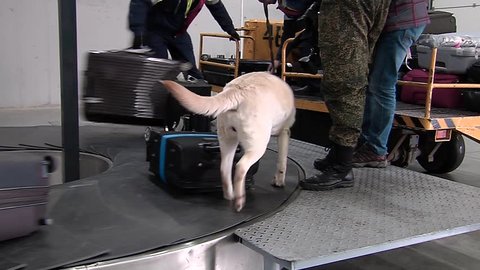 KRASNODAR, RUSSIA - JANUARY 26, 2015: police dog Labrador sniffing bags of passengers and looking for drugs and explosives in luggage cargo area on January 26, 2015 in Krasnodar international airport.