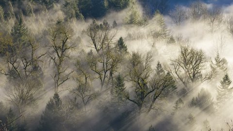 Timelapse Movie of Moving Fog among Trees in Sandy River from Jonsrud Viewpoint  One Early Morning at Sunrise1920x1080
