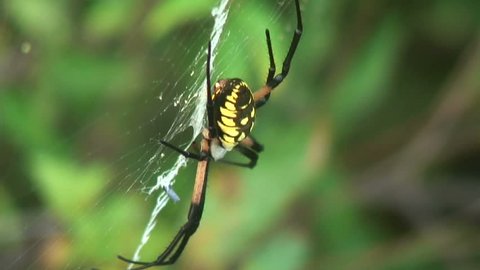 A large Banana Spider waiting on its web