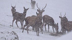 4k Reindeer, deer on snow blizzard, uhd stock video
