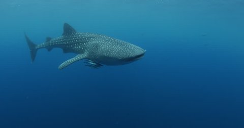 Whale shark close up 