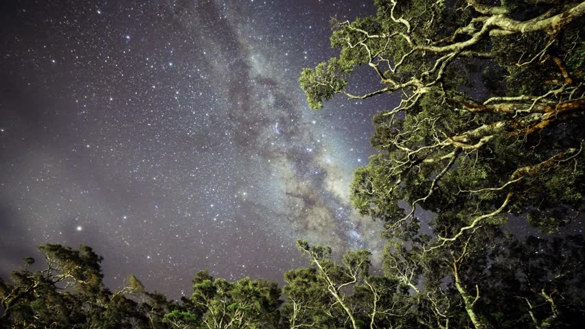 Milky Way Galaxy Trees, Milford Sound, New Zealand - Time Lapse with camera twist.