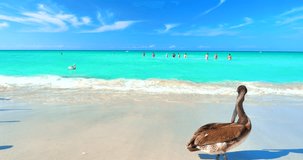 Pelican Bird on Tropical Beach with Beautiful Turquoise Ocean