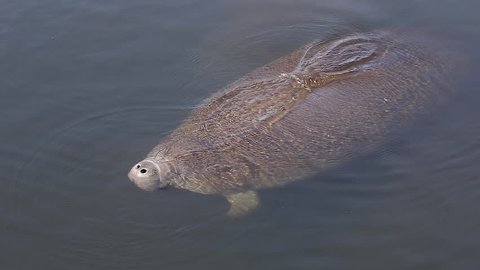 Endangered Florida Manatee (Trichechus manatus latirostris) surfaces to breathe & sinks back to sleep in Three Sister's Springs (Crystal River, Florida). Warm spring provides refuge in winter months.