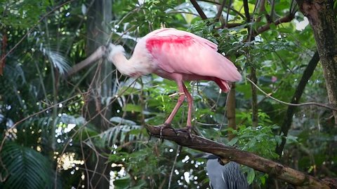 Roseate Spoonbill (Platalea ajaja) perches on a branch by a pond in Florida, USA. The spoon-shaped bill allows it to sift easily through mud in search of prey. A gregarious bird in the ibis family.