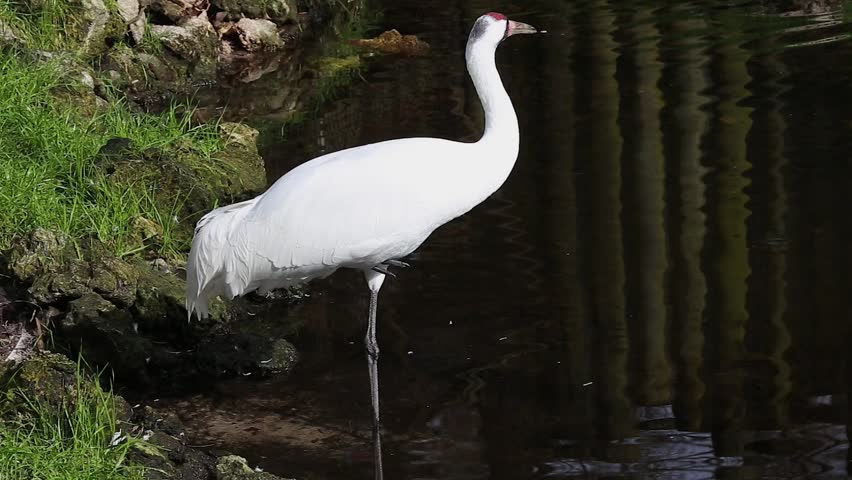 Endangered Whooping Crane (Grus americana) in Florida, USA.  Nearly extinct in the 1941, when only 23 remained. Tallest North American bird, an adult stands in water, drinking & preening in the wild.