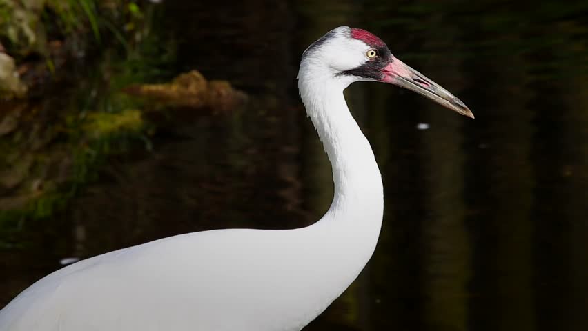 Endangered Whooping Crane (Grus americana) in Florida, USA.  Nearly extinct in the 1941, when only 23 remained. Tallest North American bird, an adult stands in water, turns head & looks in the wild.