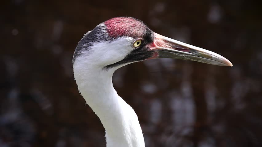 Endangered Whooping Crane (Grus americana) in Florida, USA.  Nearly extinct in the 1941, when only 23 remained. Tallest North American bird, an adult stands in water, turns head & looks in the wild.