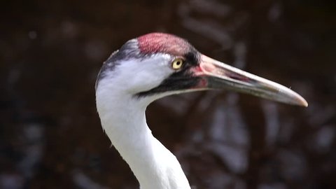 Endangered Whooping Crane (Grus americana) in Florida, USA.  Nearly extinct in the 1941, when only 23 remained. Tallest North American bird, an adult stands in water, turns head & looks in the wild.