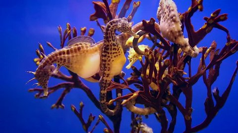 The big-belly seahorse or pot-bellied seahorse, Hippocampus abdominalis, is one of the largest seahorse species in the world with a length of up to 35 cm, and is the largest in Australia.