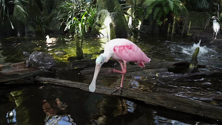 Roseate Spoonbill (Platalea ajaja) feeding on vegetation by a pond in Florida, USA. The spoon-shaped bill allows it to sift easily through mud in search of prey. A gregarious bird in the ibis family.