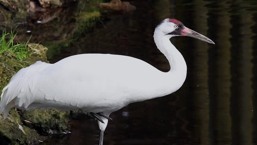 Endangered Whooping Crane (Grus americana) in Florida, USA.  Nearly extinct in the 1941, when only 23 remained. Tallest North American bird, an adult stands in water, drinking & preening in the wild.