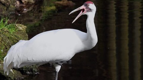Endangered Whooping Crane (Grus americana) in Florida, USA.  Nearly extinct in the 1941, when only 23 remained. Tallest North American bird, an adult stands in water, drinking & preening in the wild.