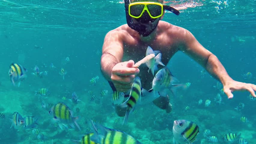 Man diving in coral reef .school of fish. underwater scene.