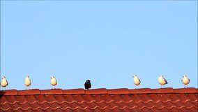 gulls and a raven in the middle on red tiled roof
