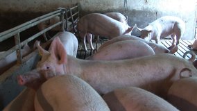 Pigs on a farm, two video clips