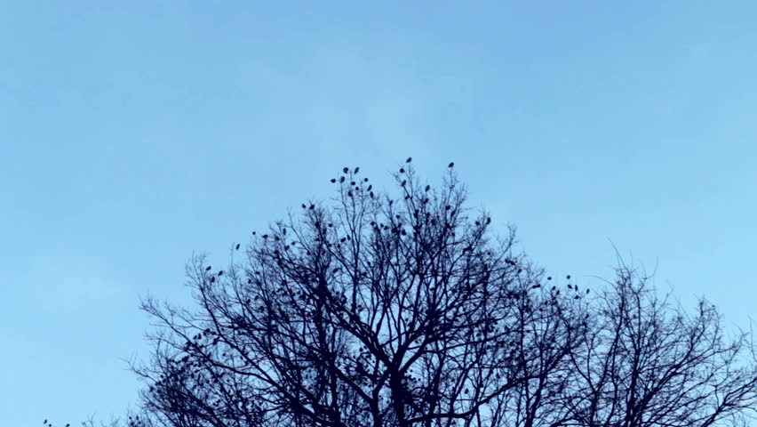 The many birds fly away from the tree crown. The blue cloudless sky