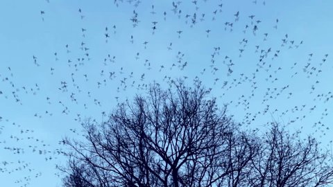 The many birds fly away from the tree crown. The blue cloudless sky