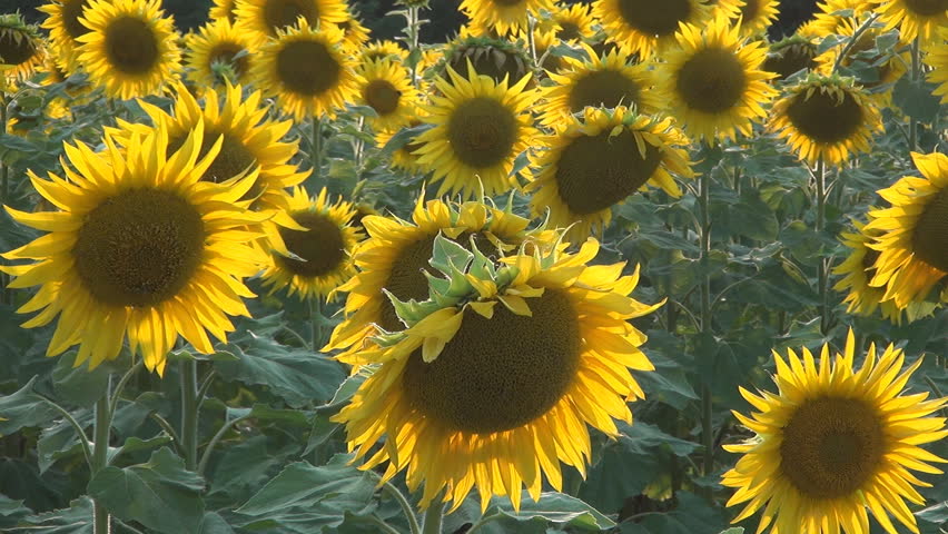 Agriculture, beautiful sunflower crop in spring season.