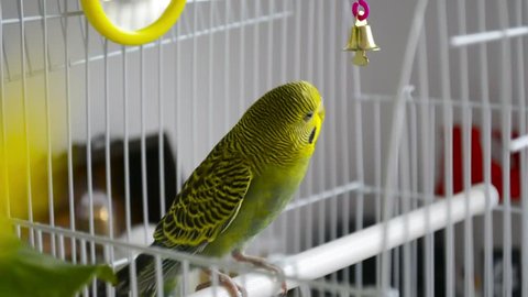 nice parrot perus on white background