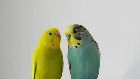 nice parrots perus cople  on white background