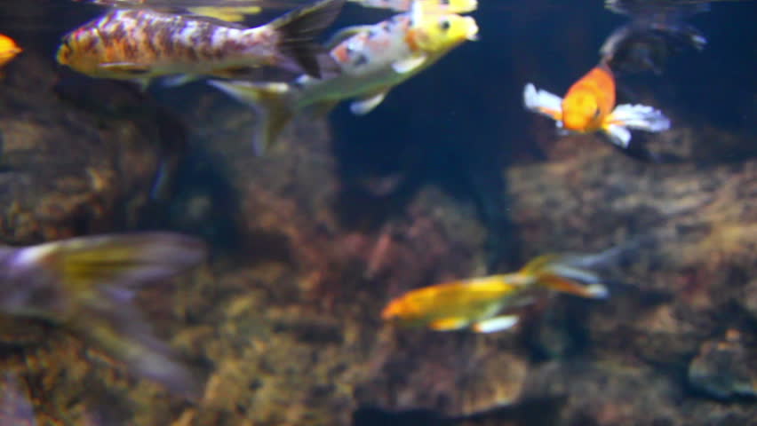 Exotic, colorful fish swim in an aquarium.