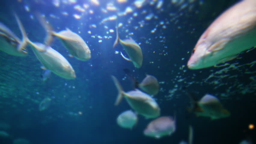 A group of fish swim in the ocean past the camera.