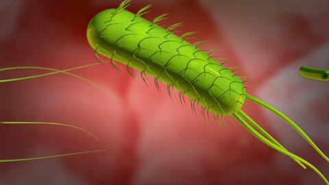 3D animation of the H. pylori swimming in the gastric mucosa of the stomach, 4K. ultra HD