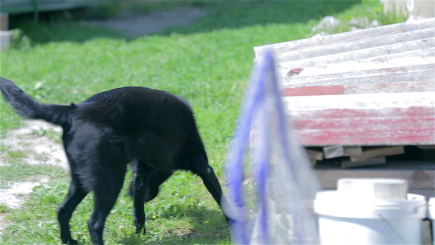 Young black dog walking around the park. Handheld long shot of black retriever dog searching around the green lawn.