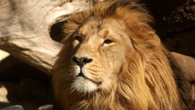 Play of branch shadow on sunlit face of drowsy Asian lion close up, calm lying on fallen tree background. King of beasts, horoscope and zodiac symbol. Amazing beauty of wildlife in excellent HD clip.