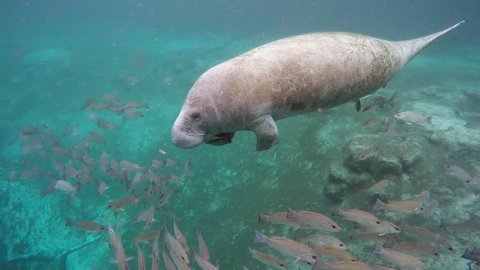 Endangered Florida Manatee (Trichechus manatus latirostris) swims through school of fish in Three Sister's Springs (Crystal River, Florida). Warm spring provides refuge in winter months.