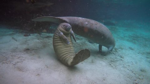 Endangered Florida Manatee (Trichechus manatus latirostris) baby plays with mother & floats to breathe, Three Sister's Springs (Crystal River, Florida). Warm spring provides refuge in winter months.