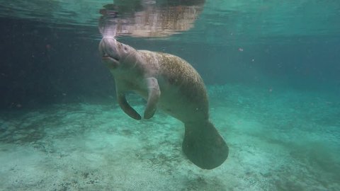 Endangered Florida Manatee (Trichechus manatus latirostris) surfaces to breathe & sinks back to sleep in Three Sister's Springs (Crystal River, Florida). Warm spring provides refuge in winter months.