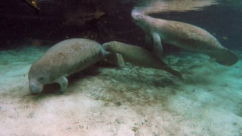 Endangered Florida Manatee (Trichechus manatus latirostris) baby and family in Three Sister's Springs (Crystal River, Florida, USA). Warm spring provides refuge from hypothermia in winter months.