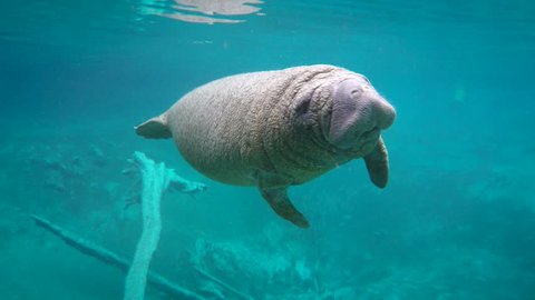Endangered Florida Manatee (Trichechus manatus latirostris) baby is curious in Three Sister's Springs (Crystal River, Florida, USA). Warm spring provides refuge from hypothermia in winter months.