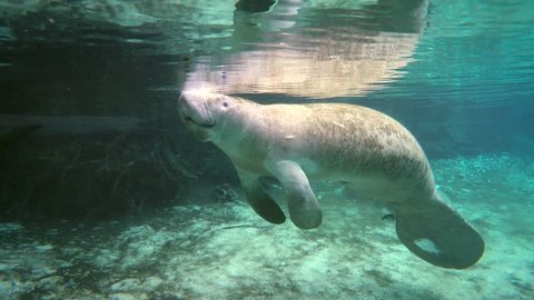 Endangered Florida Manatee (Trichechus manatus latirostris) floats to breathe & baby swims to surface, Three Sister's Springs (Crystal River, Florida). Warm spring provides refuge in winter months.