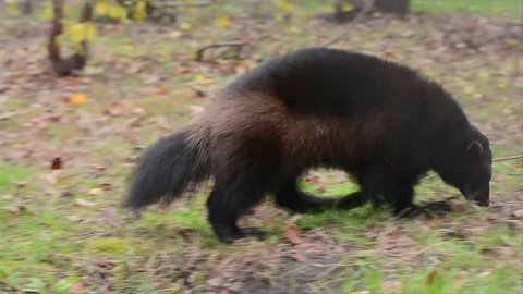 Wolverine Gulo Gulo Looking Me Stock Footage Video (100% Royalty-free) 8675395 | Shutterstock Wolverine Gulo Gulo Looking Me Stock Footage Video (100% Royalty-free) 8675395 | Shutterstock